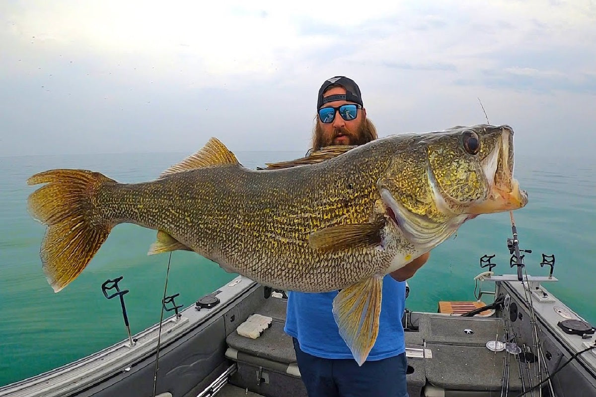 Lake Erie walleye fishing on and off the shore – WalleyeX