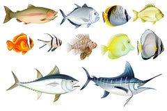 100 different types of fish and how to identify them