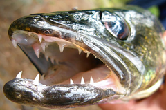 Sharp walleye teeth and pics