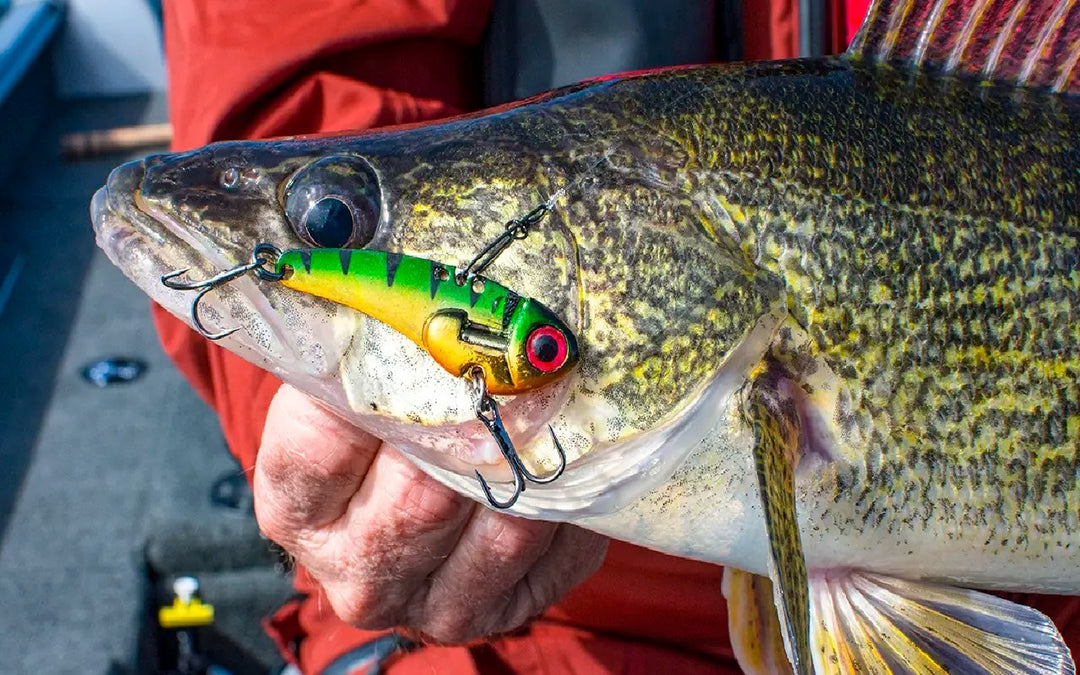 What colors do walleye see best?