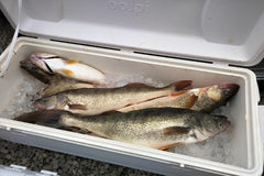 Different ways to store and keep your fresh caught fish for days