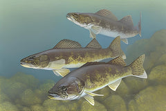 Walleye fish: the king of freshwater